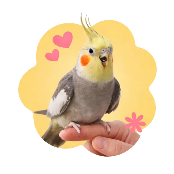 Cockatiel